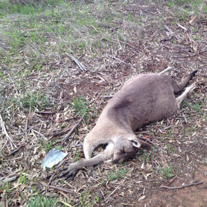 Kangaroos living, dead and undead