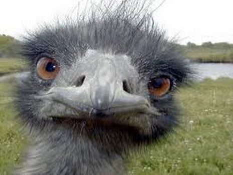 ostrich